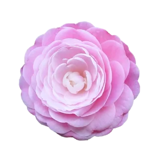 Duchess Peony Signature Reed Diffuser