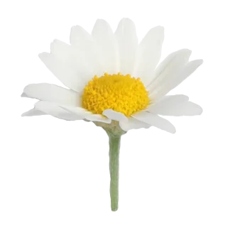 Chamomile Lavender Reed Diffuser Refill