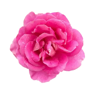 Blush Rose Classic Reed Diffuser