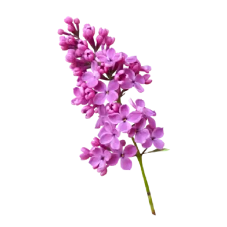 French Lilac Signature Reed Diffuser