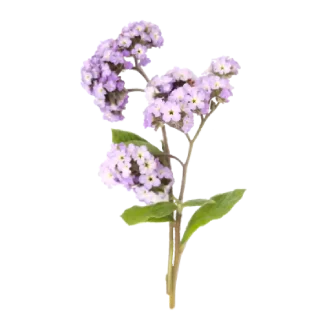 French Lilac Signature Reed Diffuser