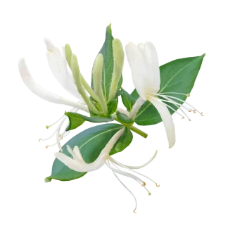 Wild Honeysuckle Pura Smart Device Refill