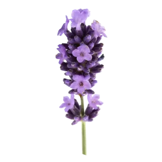 Bluemercury Classic Reed Diffuser