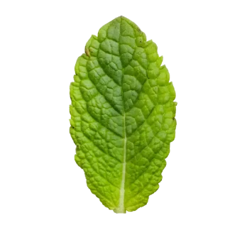 Wild Honeysuckle Pura Smart Device Refill