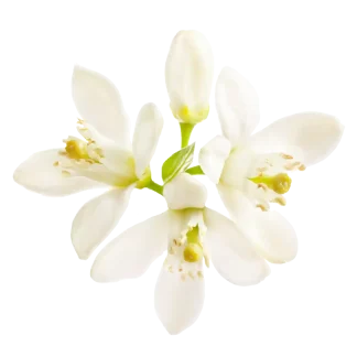 Fresh Cut Gardenia Liquid Soap