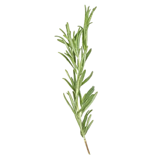 Paloma Melon Classic Reed Diffuser