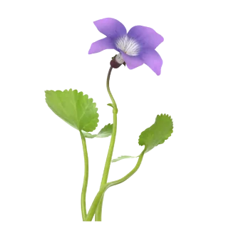 Winter Violet Classic Candle