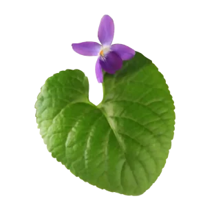 Wild Honeysuckle Pura Smart Device Refill